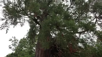 11:29