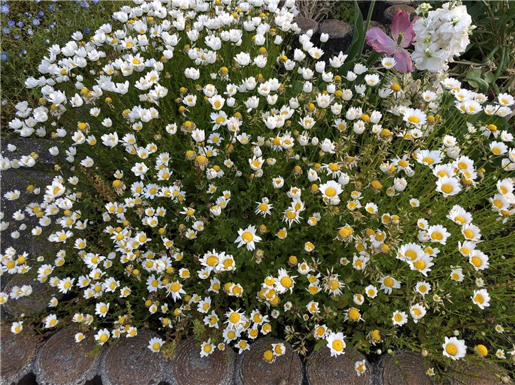 ノースポール（クリサンセマム、寒白菊）の画像