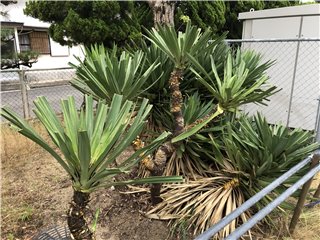 キミガヨラン（君が代蘭、Yucca gloriosa）