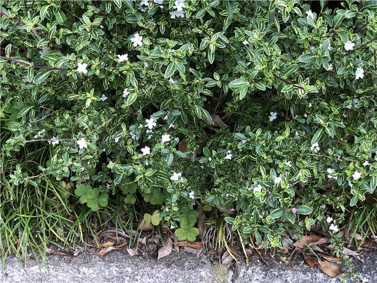 ハクチョウゲ（白丁花、Serissa japonica）の画像
