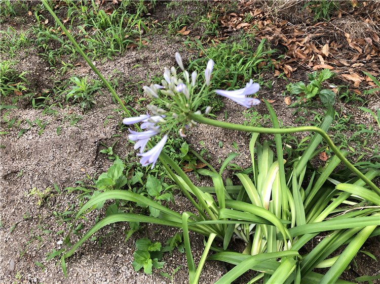 アガパンサス（紫君子蘭）の画像